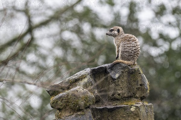 Meerkats (Suricata suricatta), Nordhorn Zoo, Lower Saxony, Germany, Europe