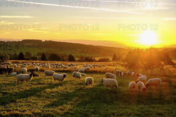 Rhön sheep, flock of sheep, sheep, sunrise, Hochrhön road, UNESCO biosphere reserve, near Hausen, Rhön, Bavarian Rhön, Rhön, Lower Franconia, Bavaria, Germany, Europe