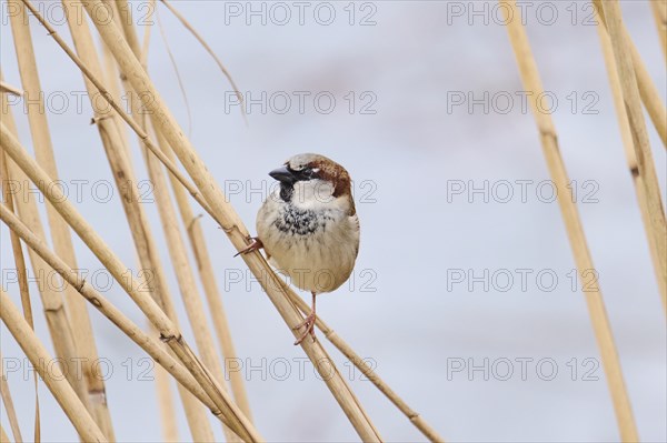 House sparrow (Passer domesticus) sitting on a reed, Bavaria, Germany Europe