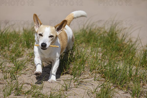 Dog, Jack Russell Terrier, running with treat in mouth, dog breed, domestic dog (Canis lupus familiaris), Schleswig-Holstein, Germany, Europe