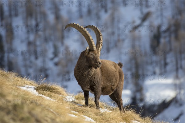 Alpine ibex (Capra ibex) male with large horns foraging on mountain slope in the snow in winter, Gran Paradiso National Park, Italian Alps, Italy, Europe