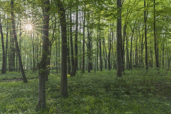 Sun shining through European beech (Fagus sylvatica), common beech trees in deciduous forest in spring