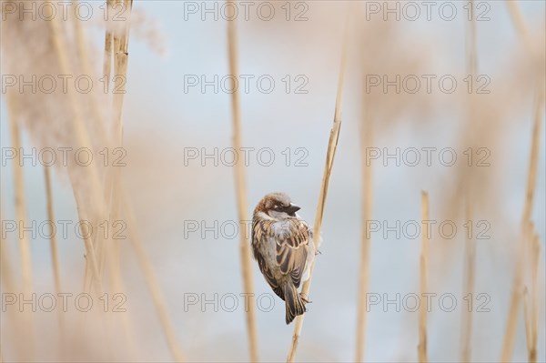 House sparrow (Passer domesticus) sitting on a reed, Bavaria, Germany Europe