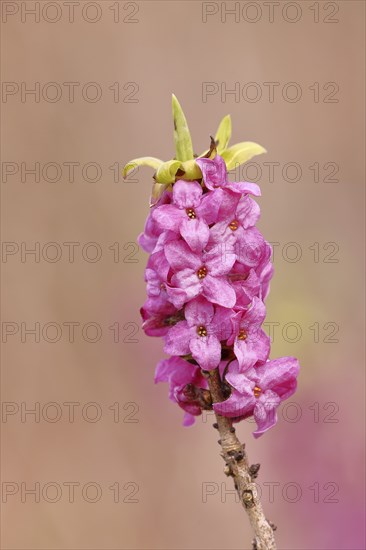 Daphne (Daphne mezereum), flowers and leaf shoots, Wilnsdorf, North Rhine-Westphalia, Germany, Europe