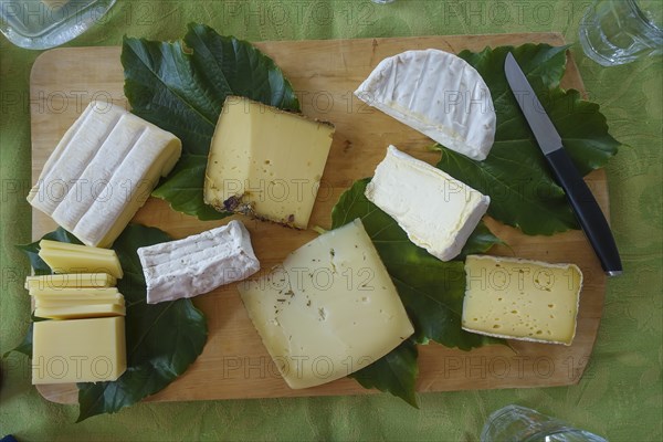 Cheese platter, various cheeses on wooden board, hard cheese, camembert, white mould cheese, goat cheese, kitchen knife, vine leaves, leaves, breakfast table, breakfast, cold buffet, decoration, food, food and drink, studio, Germany, Europe