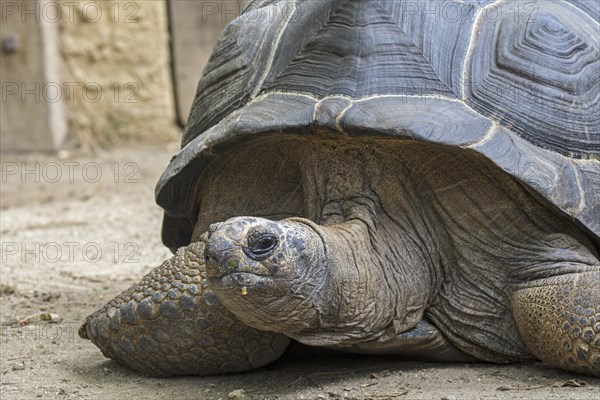 Aldabra giant tortoise (Aldabrachelys gigantea) (Testudo gigantea) native to the islands of the Aldabra Atoll in the Seychelles