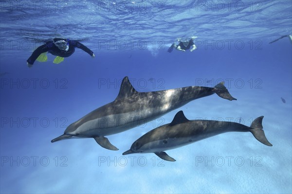 Snorkeler watching 2 specimens, mother with young, of spinner dolphin (Stenella longirostris), spinner dolphin, spinner dolphin, snorkeler in background, Sataya Reef dive site, Dolphin House, Red Sea, Egypt, Africa