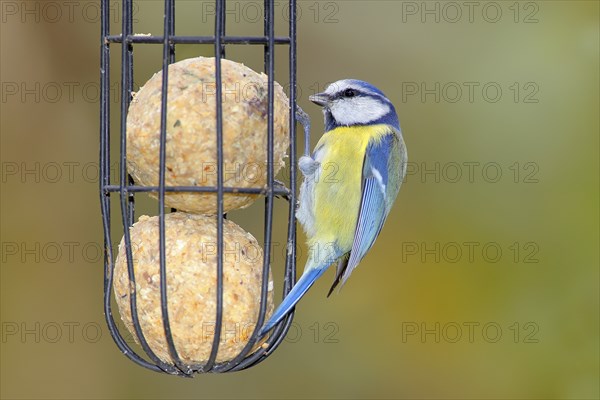 Blue tit (Cyanistes caeruleus) wildlife, at the tit dumpling at the winter feeding, animals, birds, Siegerland, North Rhine-Westphalia, Germany, Europe