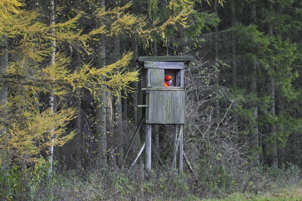 Hunter dressed in orange waiting in raised hide to shoot deer in forest in autumn