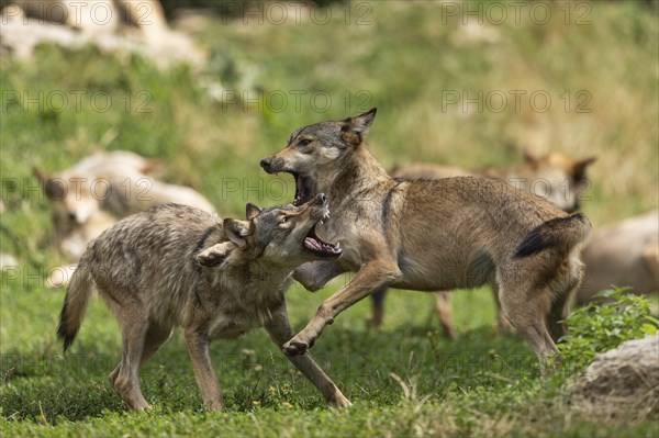 Algonquin wolf (Canis lupus lycaon), wolf, American wolf, ranking, pack, Germany, Europe