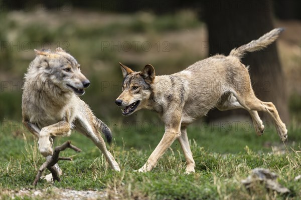 Algonquin wolf (Canis lupus lycaon), wolf, American wolf, ranking, pack, Germany, Europe