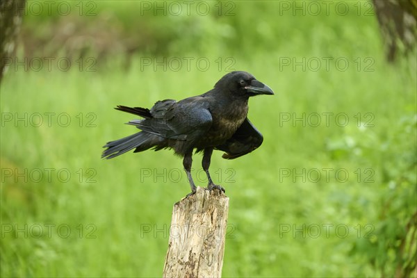 Common raven (Corvus corax), sitting on wooden pole and shaking, Bohemian Forest, Czech Republic, Europe