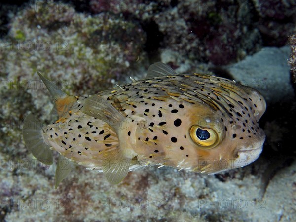 Long-spine porcupinefish (Diodon holocanthus), dive site John Pennekamp Coral Reef State Park, Key Largo, Florida Keys, Florida, USA, North America