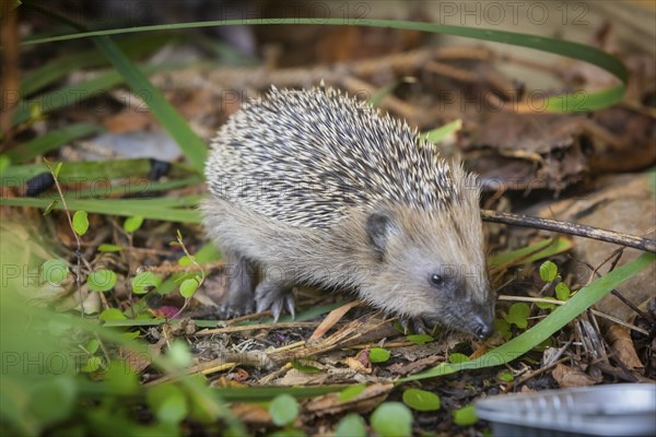 Hedgehog mother with young in the living environment of humans. A near-natural garden is a good habitat for hedgehogs, young hedgehogs can also be fed to give them a better chance of survival for hibernation, Bannewitz, Saxony, Germany, Europe