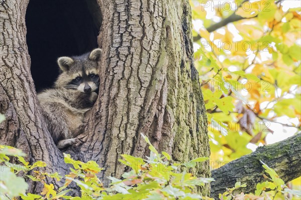 Raccoon (Procyon lotor) looking out of its tree den, autumnal ambience, Hesse, Germany, Europe