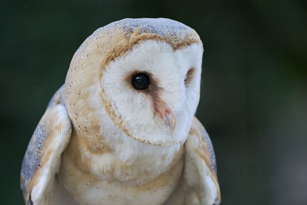 Common barn owl (Tyto alba), Lower Saxony, Germany, Europe