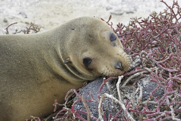 Galapagos sealion, Galapagos sea lion (Zalophus wollebaeki) portrait, Sombrero Chino, Chinaman's Hat on Santiago Island, San Salvador Island, Galapagos Islands, Ecuador, Latin America, South America