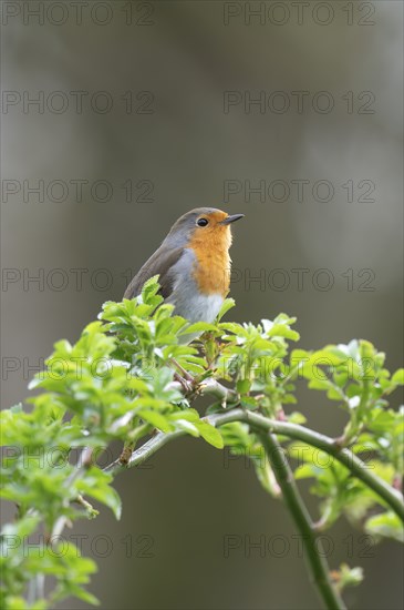 European robin (Erithacus rubecula) on a curved branch with freshly sprouted green leaves in spring, looking to the right, background blurred, Rombergpark, Dortmund, Ruhr area, Germany, Europe