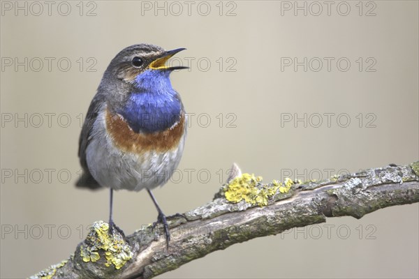 Bluethroat (Luscinia svecica) calling in spring from branch