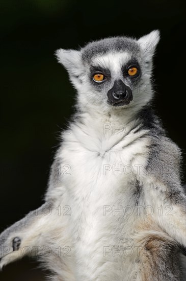 Ring-tailed lemur (Lemur catta), captive, occurring in Madagascar, Malaysia, Asia