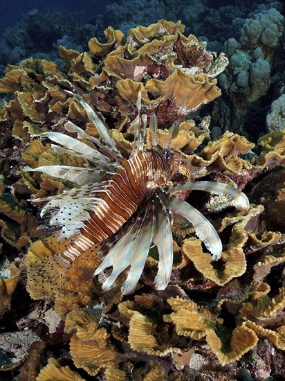 Pacific red lionfish (Pterois volitans) in yellow scroll coral (Turbinaria reniformis), Marsa Shona reef dive site, Egypt, Red Sea, Africa