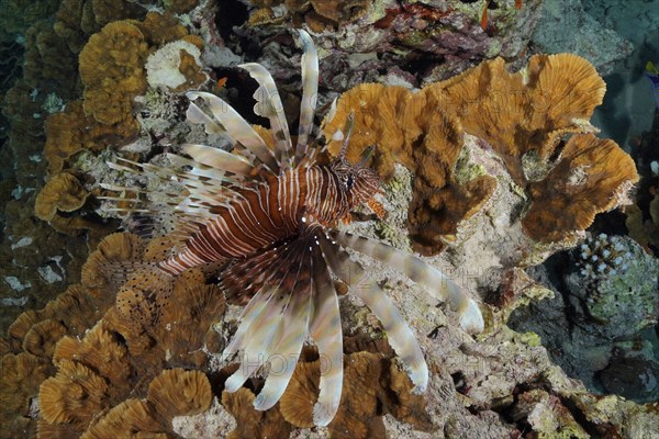 Pacific red lionfish (Pterois volitans) on yellow scroll coral (Turbinaria reniformis), dive site Marsa Shona Reef, Egypt, Red Sea, Africa