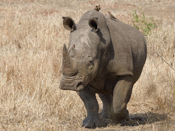 Southern white rhinoceros (Ceratotherium simum simum), adult male walking while looking at camera, red-billed oxpeckers (Buphagus erythrorynchus) on its back, Kruger National Park, South Africa, Africa