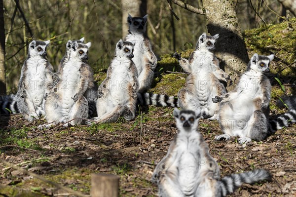 Ring-tailed lemur (Lemur catta), sunbathing, France, Europe