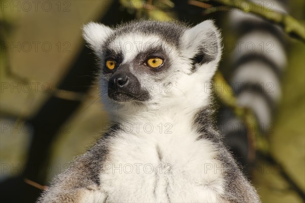 Ring-tailed lemur (Lemur catta), portrait, occurrence Madagascar, captive, North Rhine-Westphalia, Germany, Europe