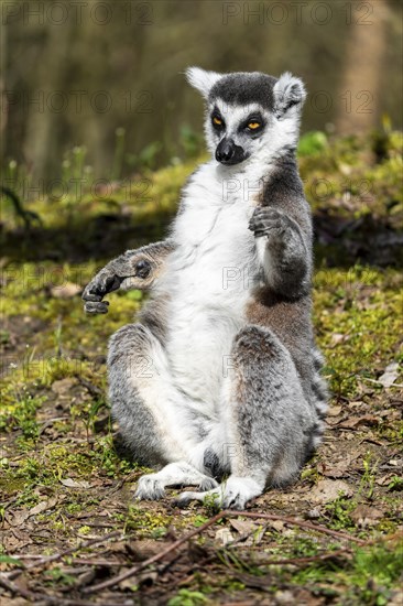 Ring-tailed lemur (Lemur catta), sunbathing, France, Europe