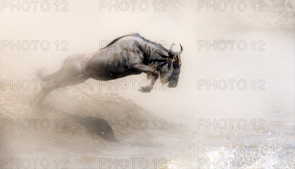 Africa, Wildebeest migration in Kenya, Masai Mara, Wildebeest herd crosses river