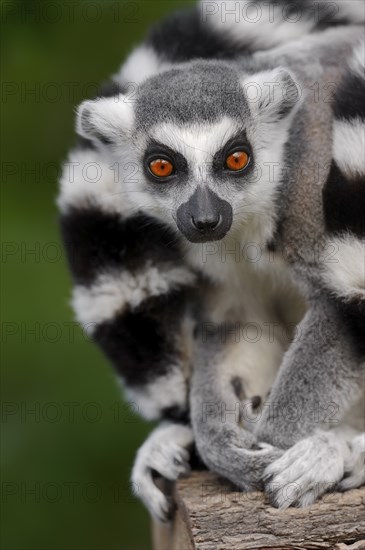 Ring-tailed lemur (Lemur catta), captive, occurring in Madagascar, Malaysia, Asia