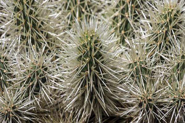 Cactus (Cylindropuntia tunicata), Funchal Botanical Garden, Jardim Botanico, Madeira, Portugal, Europe