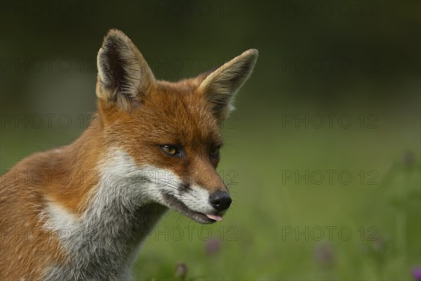 Red fox (Vulpes vulpes) adult animal sticking its tongue out, Essex, England, United Kingdom, Europe