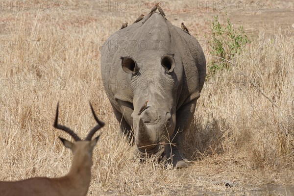 Southern white rhinoceros (Ceratotherium simum simum), adult male with a flock of red-billed oxpeckers (Buphagus erythrorynchus) on its back, walking towards a male impala (Aepyceros melampus), Kruger National Park, South Africa, Africa