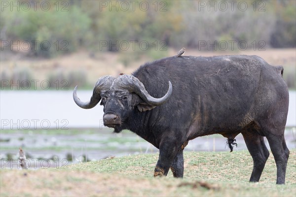 Cape buffalo (Syncerus caffer caffer), adult male walking on the banks of the Letaba River, two red-billed oxpeckers (Buphagus erythrorynchus) on its back, animal portrait, Kruger National Park, South Africa, Africa