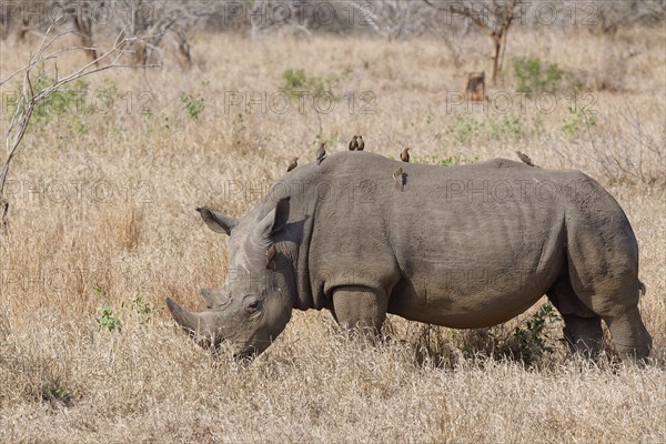 Southern white rhinoceros (Ceratotherium simum simum), adult male feeding on grass with a flock of red-billed oxpeckers (Buphagus erythrorynchus) on its back, Kruger National Park, South Africa, Africa