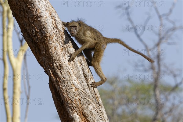 Chacma baboon (Papio ursinus), adult monkey descending from a tree, looking at camera, alert, Kruger National Park, South Africa, Africa