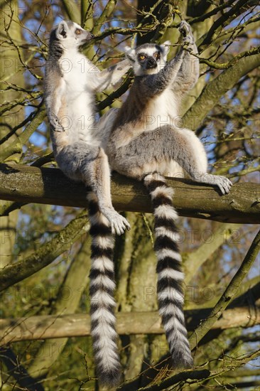 Two ring-tailed lemur (Lemur catta) sitting in a tree, occurrence Madagascar, captive, North Rhine-Westphalia, Germany, Europe