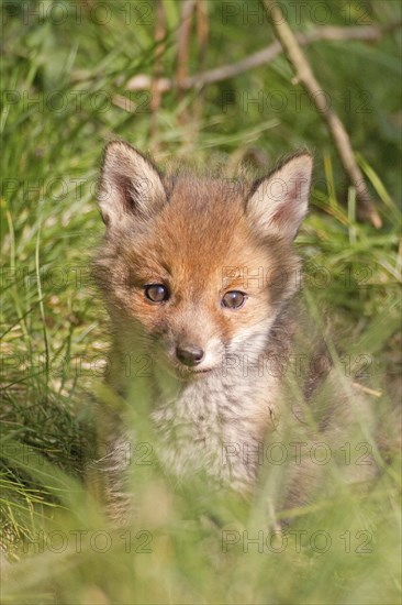 Red fox (Vulpes vulpes), A cautious young fox peers out from a grassy hiding place