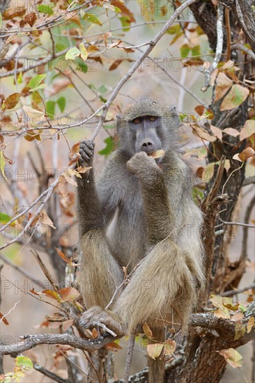 Chacma baboon (Papio ursinus), adult monkey sitting on a branch, feeding on leaves, looking at camera, Kruger National Park, South Africa, Africa