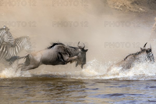 Africa, Wildebeest migration in Kenya, Masai Mara, Wildebeest herd crosses river