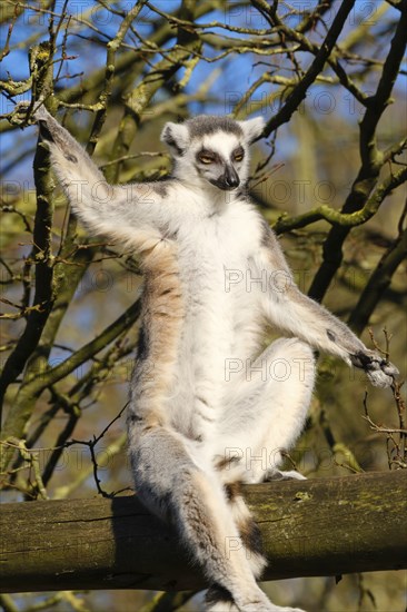 Ring-tailed lemur (Lemur catta) sitting in a tree, occurrence Madagascar, captive, North Rhine-Westphalia, Germany, Europe