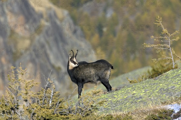 Chamois (Rupicapra rupicapra) on rock ridge in the Alps in autumn, Gran Paradiso National Park, Italy, Europe