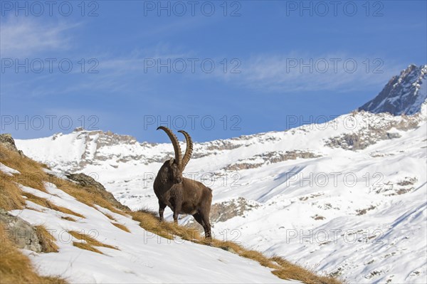 Alpine ibex (Capra ibex) male foraging in the snow in winter in the Gran Paradiso National Park, Italian Alps, Italy, Europe