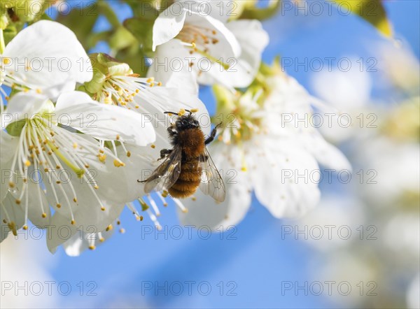 Tawny mining bee (Andrena fulva), female collects pollen from fragrant, white flowers of bird cherry (Prunus avium) or sweet cherry, cherry blossom, cherry tree, sea of blossoms, bee pasture, pollinator, wild bee, bright sunshine, sunny day with cloudless, blue sky in spring, Lower Saxony, Germany, Europe