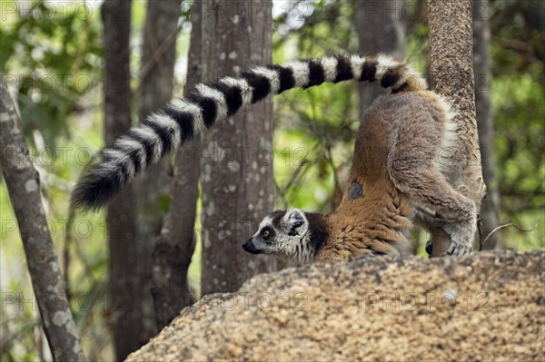 Territorial ring-tailed lemur (Lemur catta) scent-marking tree with genital scent glands, Isalo National Park, Ihorombe Region, Madagascar, Africa