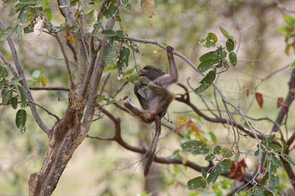 Chacma baboon (Papio ursinus), young monkey clinging to a tree branch, swinging, feeding on leaves, Kruger National Park, South Africa, Africa