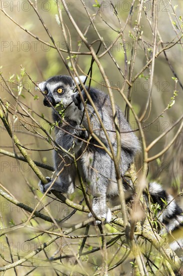 Ring-tailed lemur (Lemur catta), sunbathing, France, Europe