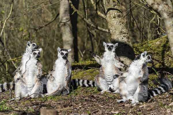 Ring-tailed lemur (Lemur catta), sunbathing, France, Europe